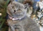 Dixie - Domestic Kitten For Sale - WA, US