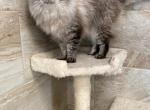 litter due - Ragdoll Kitten For Sale - Freeburg, PA, US