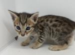 Chip - Savannah Kitten For Sale - CA, US