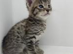 Dale - Savannah Kitten For Sale