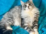 Polina - Maine Coon Kitten For Sale - Brooklyn, NY, US