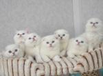 Scottish Fold Silver point Helmut - Scottish Fold Kitten For Sale - 