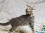 F4 Blue Girl - Savannah Kitten For Sale/Service - Lakeland, FL, US