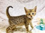 F4 Miss purple - Savannah Kitten For Sale - Lakeland, FL, US