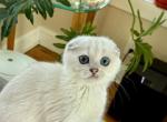 Bebi - Scottish Fold Kitten For Sale - Bergenfield, NJ, US