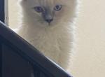 Kona - Ragdoll Kitten For Sale - Guys Mills, PA, US