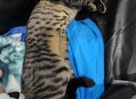 Wiskers Egyptian Mau Mow - Egyptian Mau Kitten For Sale - 