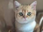 Tom - British Shorthair Kitten For Sale - Monroe, NC, US