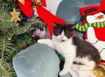 Cute Tuxedo Boy - British Shorthair Kitten For Sale - 