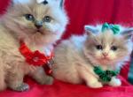 Ragdoll 3 - Ragdoll Kitten For Sale - Barberton, OH, US