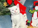 Jasmine female - British Shorthair Kitten For Sale - 