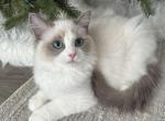 Rory orang C Hold - Ragdoll Kitten For Sale - NC, US