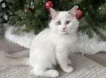 Romeo brown C - Ragdoll Kitten For Sale - NC, US