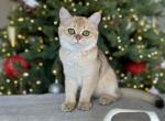 British golden female - British Shorthair Kitten For Sale - Minneapolis, MN, US