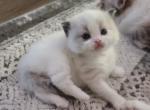 Expecting Two Litters Of TCA Registered Ragdolls - Ragdoll Kitten For Sale - Farmville, VA, US