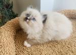 Mitted seal with blaze - Ragdoll Kitten For Sale - Ocala, FL, US