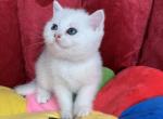 Lena - British Shorthair Kitten For Sale - Brooklyn, NY, US