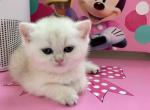 Sveta - British Shorthair Kitten For Sale - New York, NY, US