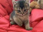 Sam - Scottish Straight Kitten For Sale - New York, NY, US