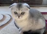 Ronny - Scottish Fold Kitten For Sale - New York, NY, US