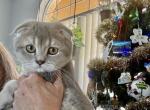 Usher Scottish Fold Blue Golden Male - Scottish Fold Kitten For Sale - Odessa, FL, US