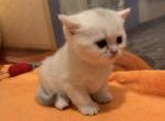 British kittens - British Shorthair Kitten For Sale - Brooklyn, NY, US