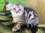 Scottish Fold Silver Marble  Male - Scottish Fold Kitten For Sale - Orlando, FL, US