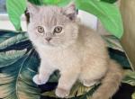 British Shorthair Lilac  Male - British Shorthair Kitten For Sale - Orlando, FL, US