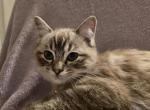 Cappuccino - Ragdoll Kitten For Sale - Derry, PA, US