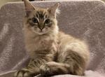 Chai Latte - Ragdoll Kitten For Sale - Derry, PA, US