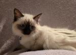 Vanilla Bean - Ragdoll Kitten For Sale - Derry, PA, US