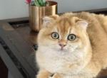 Tripp Scottish Fold Golden boy - Scottish Fold Kitten For Sale - Odessa, FL, US