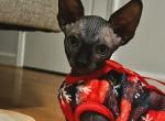 Kora Black Female Sphynx - Sphynx Kitten For Sale - Boston, MA, US