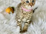 Pink - Savannah Kitten For Sale