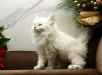 Klara of RomanovCats - Siberian Kitten For Sale