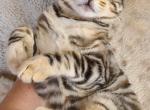 Lilly - Bengal Kitten For Sale - Bridgeton, NJ, US