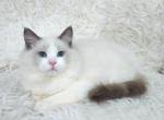 Maks - Ragdoll Kitten For Sale - Pembroke Pines, FL, US