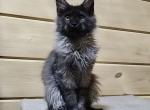 Ivan - Maine Coon Kitten For Sale - Hollywood, FL, US