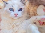 Holly - Ragdoll Kitten For Sale - Irvine, CA, US