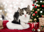 Mia - American Curl Kitten For Sale - Joplin, MO, US