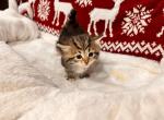 Kirov - Siberian Kitten For Sale - Chelsea, MA, US