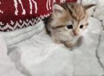 Blondy - Siberian Kitten For Sale - Chelsea, MA, US