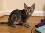 Little pies - Bengal Kitten For Sale - Nottingham, MD, US