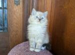 TICA Lynx Ragdoll Kitten Male - Ragdoll Kitten For Sale - Saint Joseph, MO, US