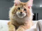 Fire prince - Maine Coon Kitten For Sale - Virginia Beach, VA, US