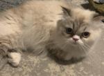 Cotton - Persian Cat For Sale - East Providence, RI, US