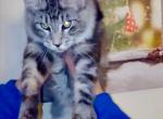 Oscar  Pure boy Main Coon - Maine Coon Kitten For Sale - FL, US