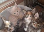 Xmas Maine Coons Ready Now TICA Registered - Maine Coon Kitten For Adoption - Dover, NH, US