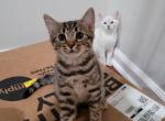 BengPersDom 6 Holiday Special - Bengal Kitten For Sale - Newfield, NJ, US