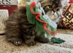 Prissy - Persian Kitten For Sale - Spring, TX, US